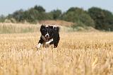 BORDER COLLIE 127